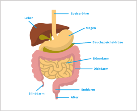 Schematische Darstellung des Magen-Darm-Trakts