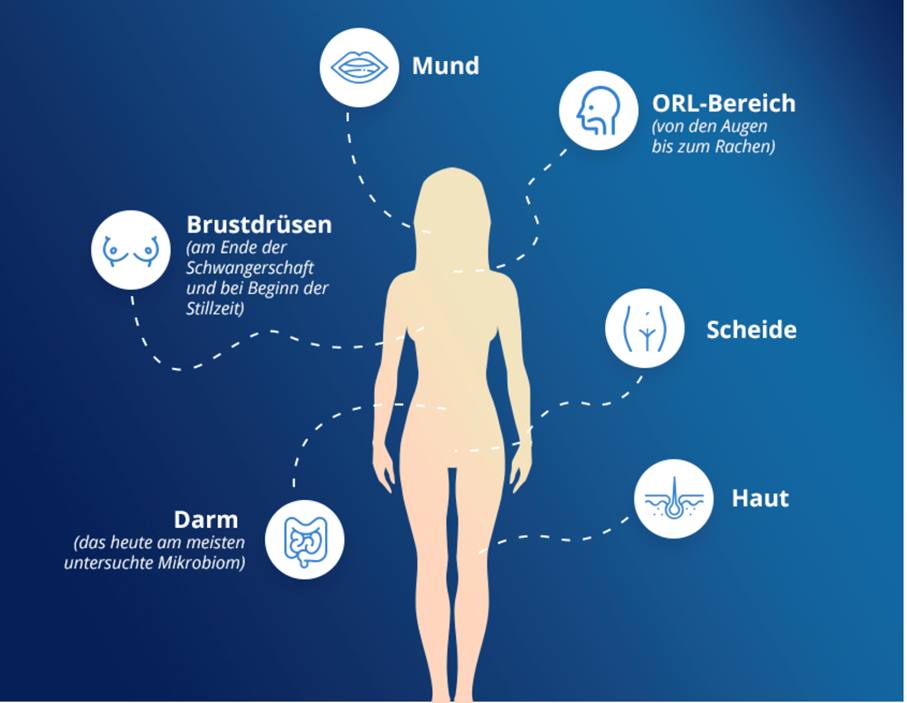 Die verschiedenen Mikrobiome im Organisums einer Frau: Mund, ORL-Bereich, Scheide, Haut, Darm, Brustdrüsen